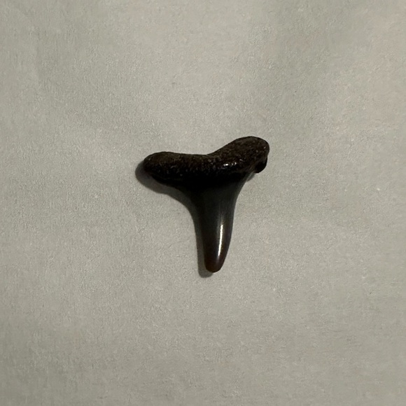 Fossilized Shark Teeth - Picture 6 of 10